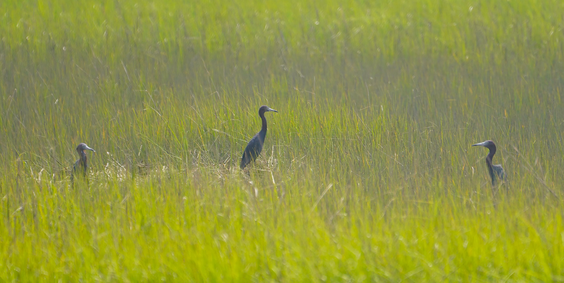 Little Blue Herons