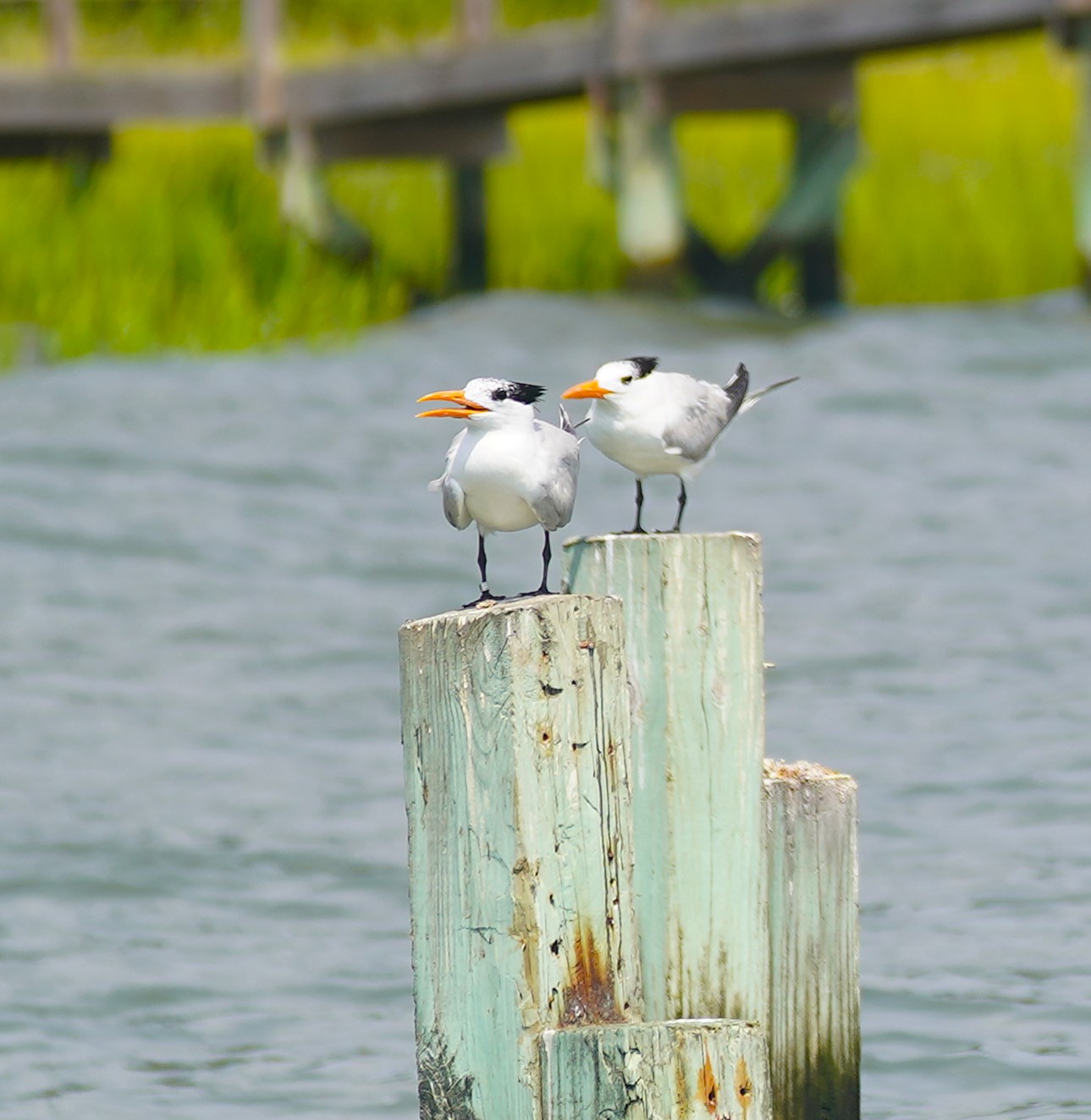 Royal Terns