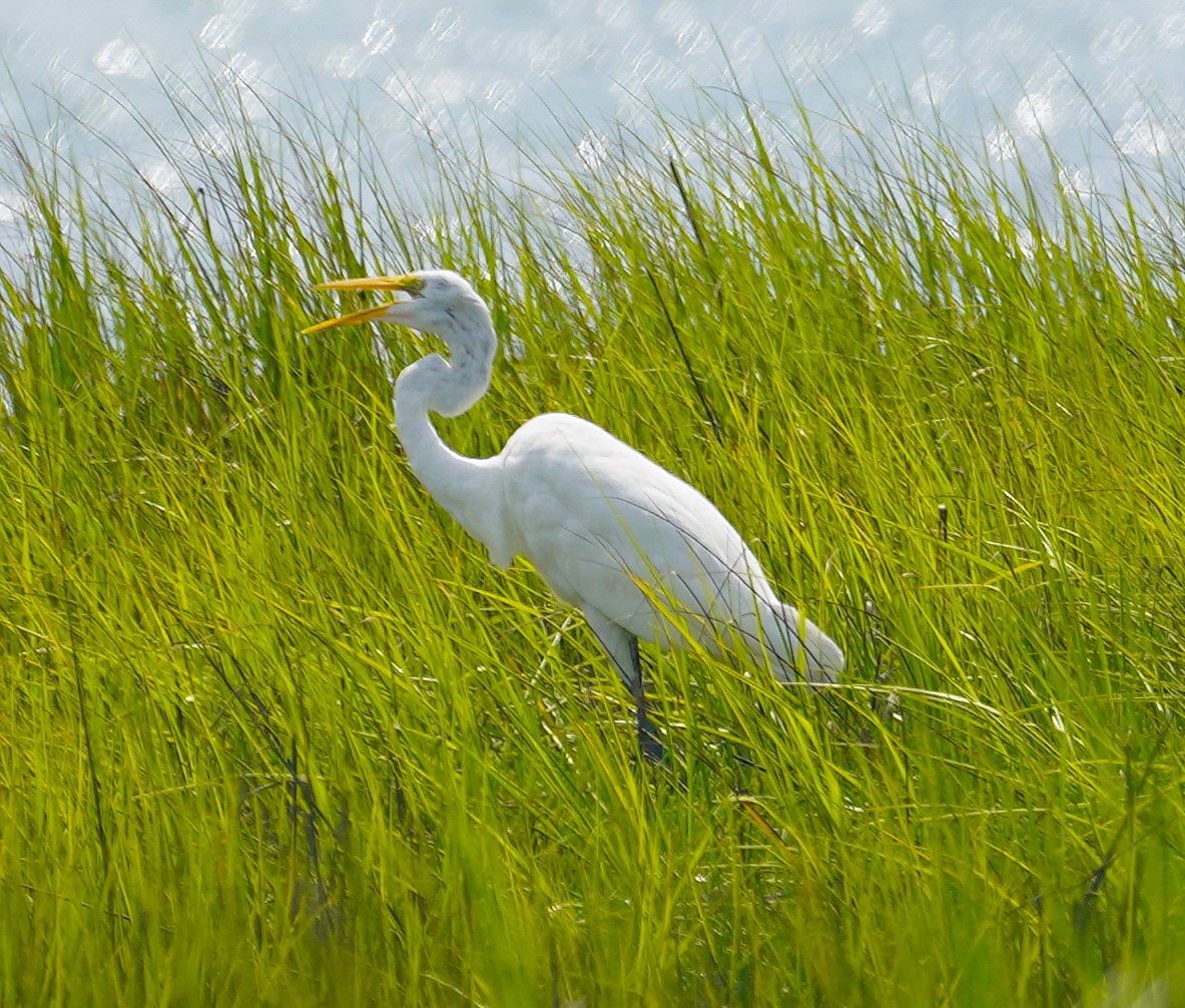 Great Egret