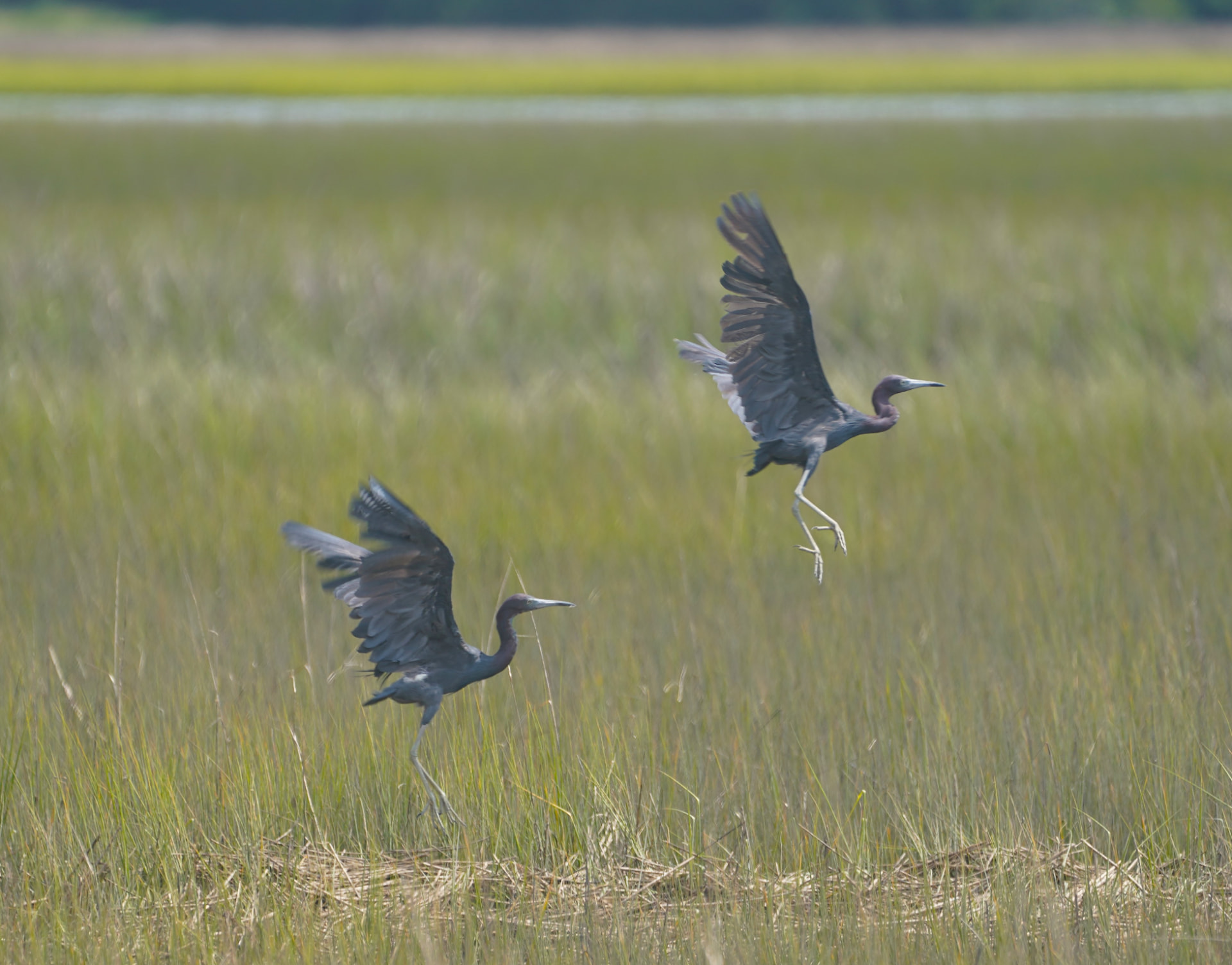 Little Blue Herons