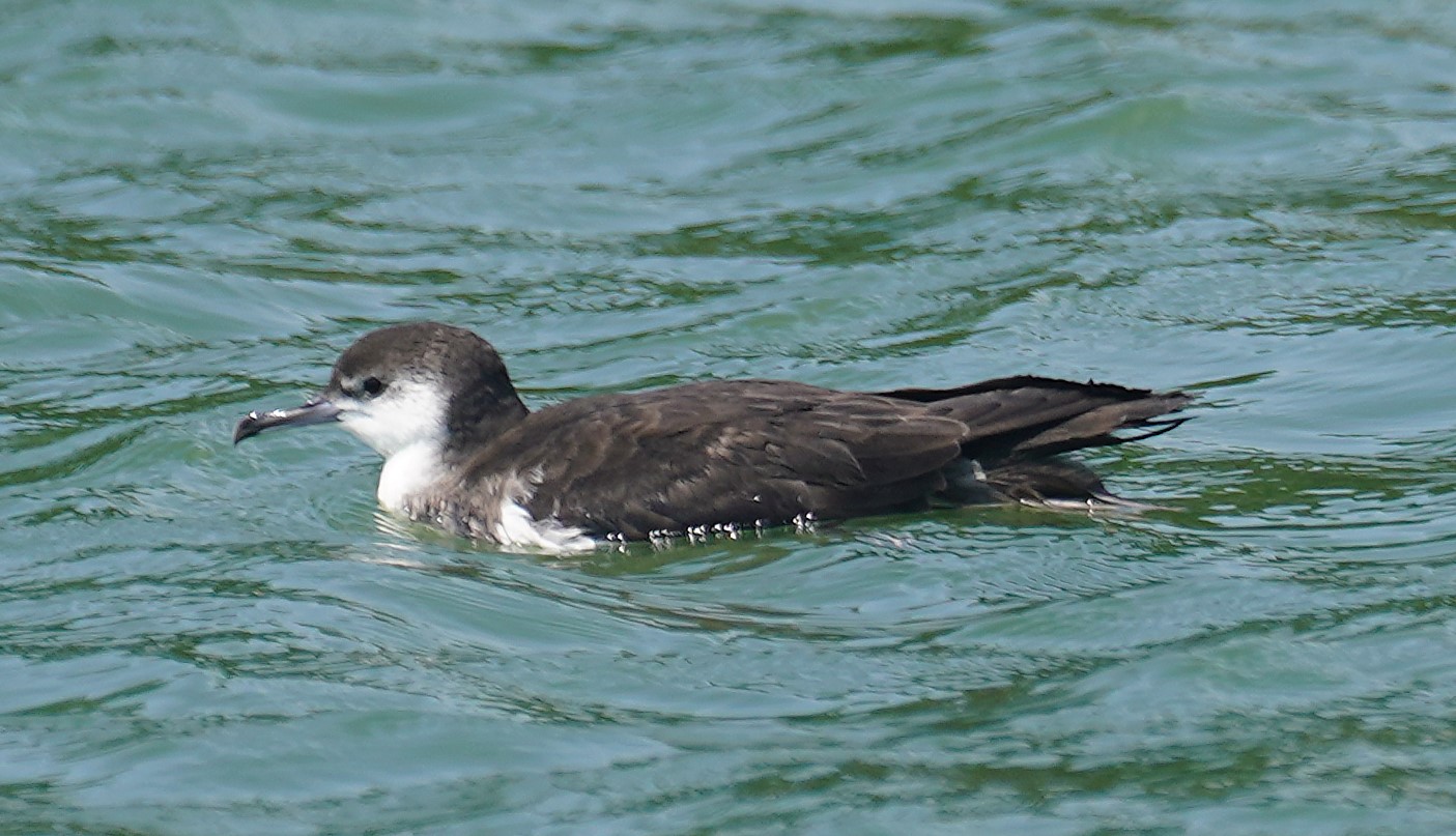Manx Shearwater