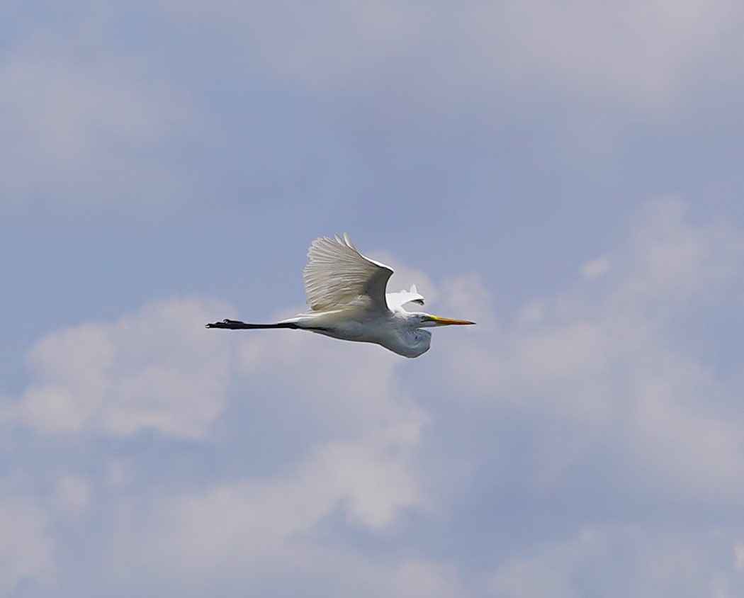Great Egret