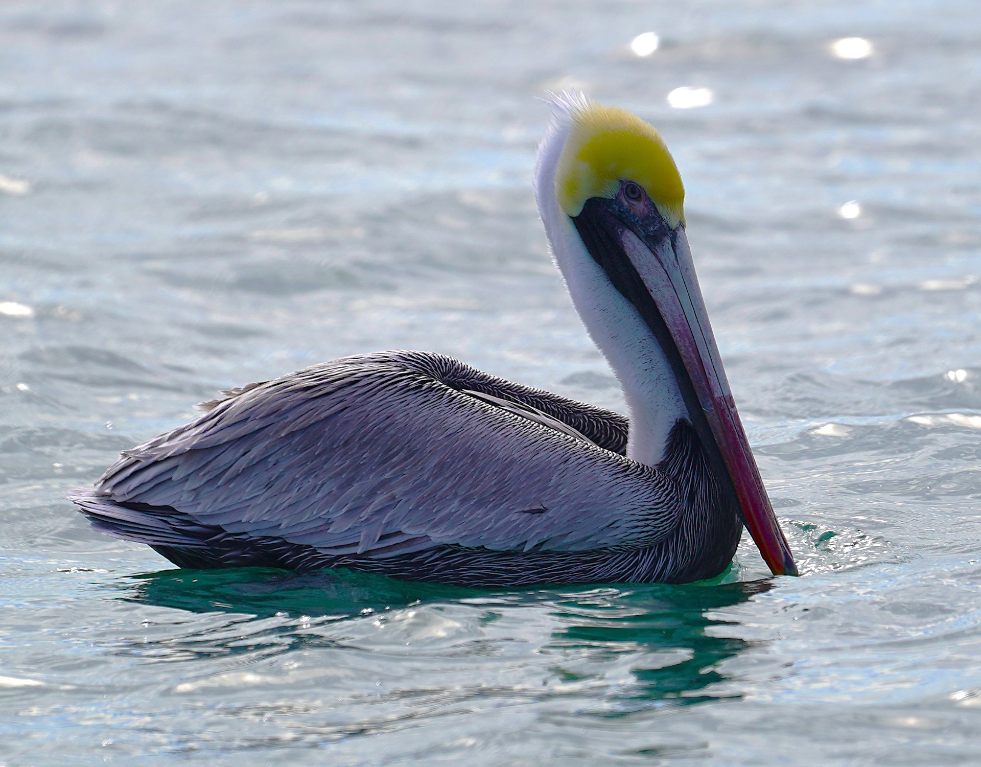 Brown Pelican