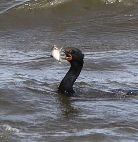 Double-crested Cormorant