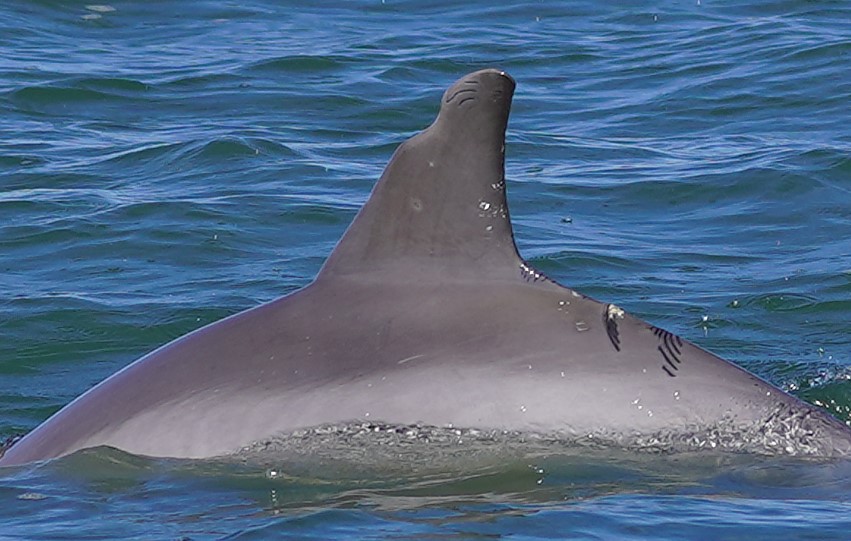 Dolphin #20 — Tall, gently curved fin with faint rake marks
