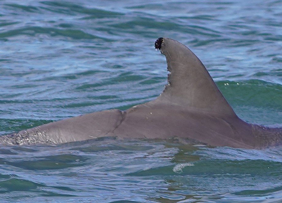 Dolphin #21 — Pointed fin with small nicks along the upper trailing edge