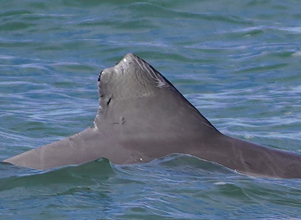 Dolphin #22 — Broad triangular fin with a rounded tip
