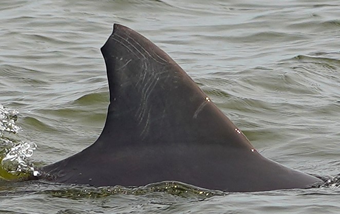 Dolphin Moonpie — Tall fin with fine scratches and a worn leading edge