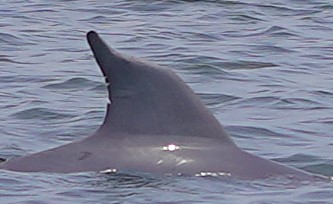 Dolphin #24 — Notch in the upper trailing edge