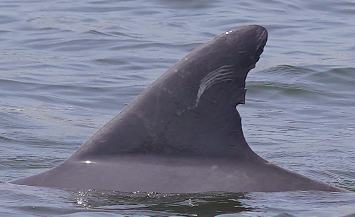 Dolphin #25 — Tall fin with a small nick near the tip and light scarring