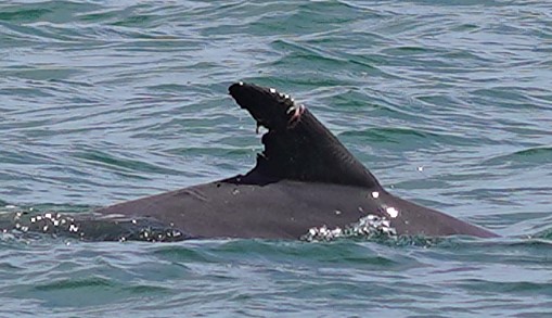 Dolphin #26 — Large chunk missing from the upper trailing edge