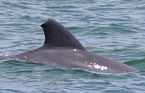 Dolphin #27 — Wavy trailing edge with shallow notches