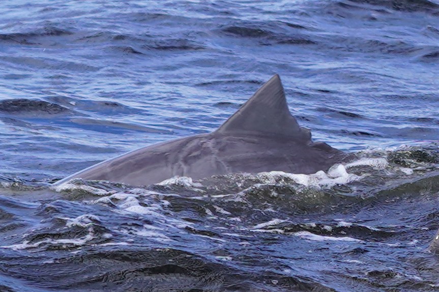 Dolphin #28 — Sharply pointed, falcate fin