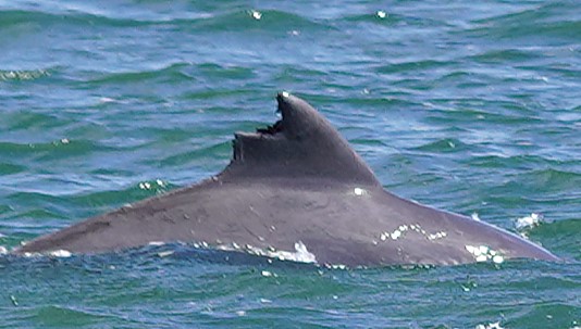 Dolphin #29 — Distinct notch high on the trailing edge