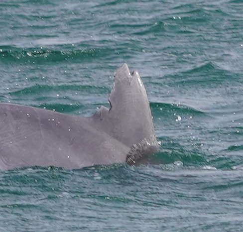 Dolphin #30 — Ragged double notch near the tip