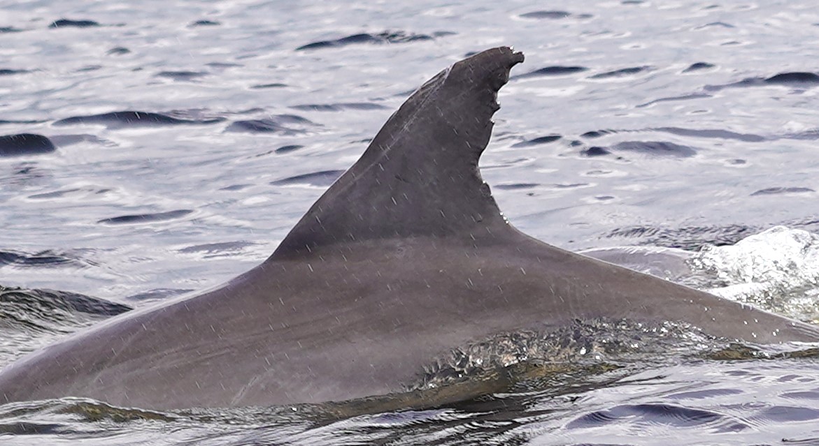 Dolphin #31 — Deep bite out of the upper trailing edge