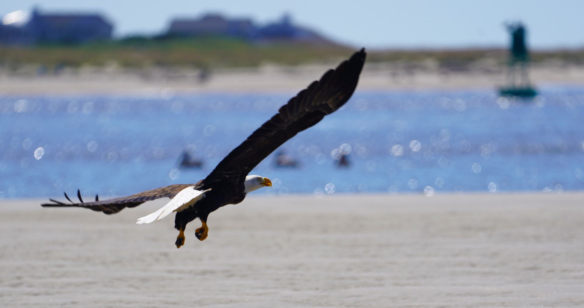 Bald Eagle