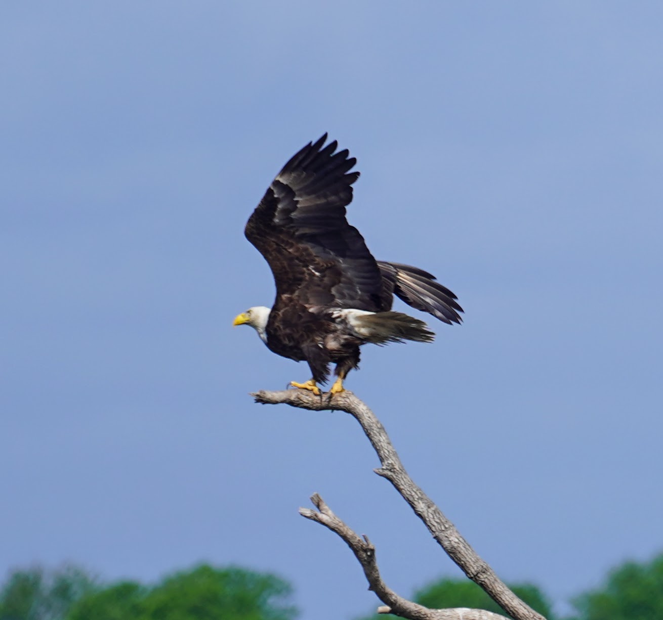 Bald Eagle