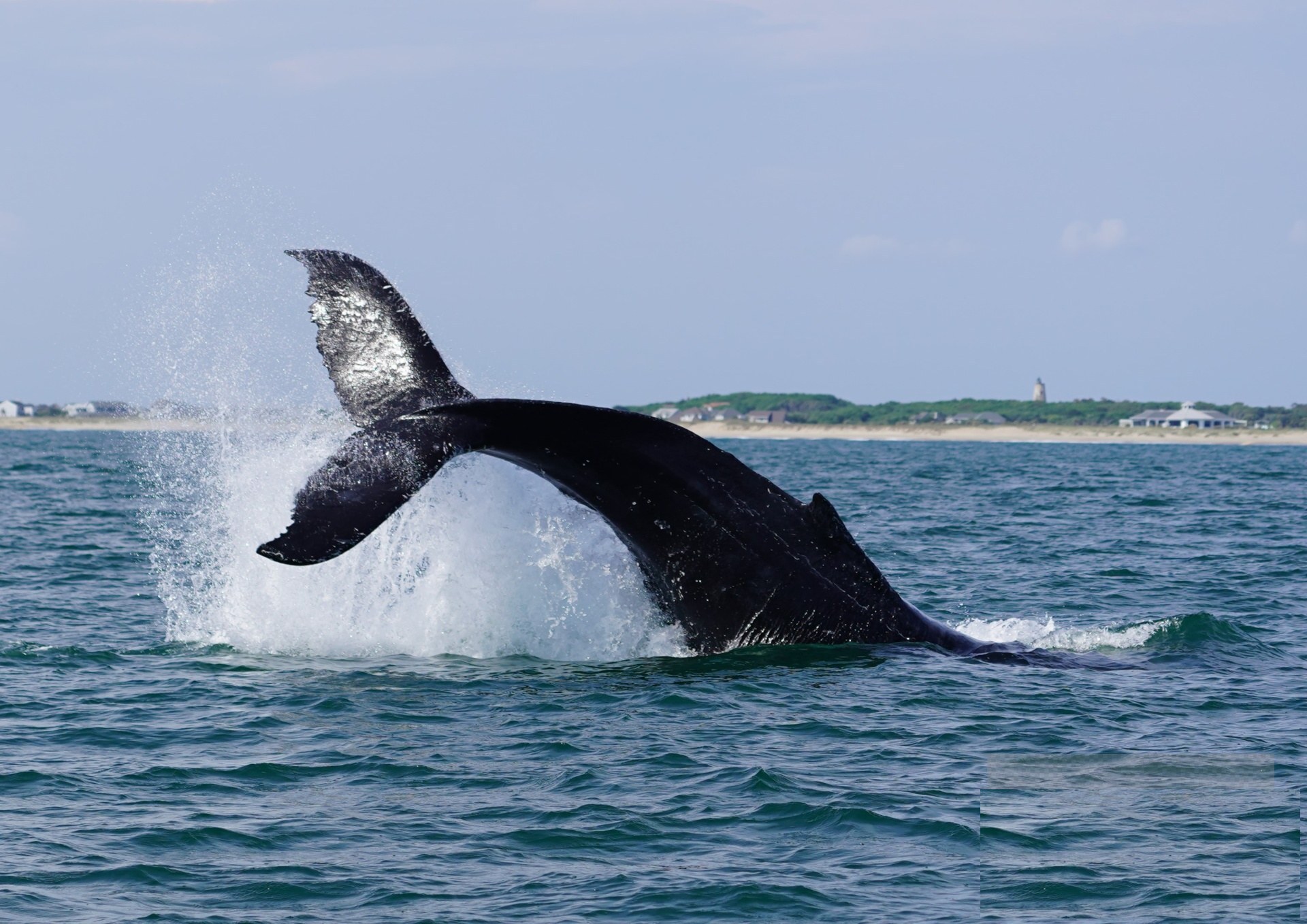 Humpback Whale