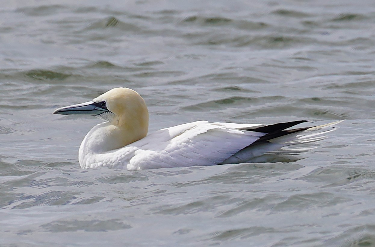 Northern Gannet (adult)