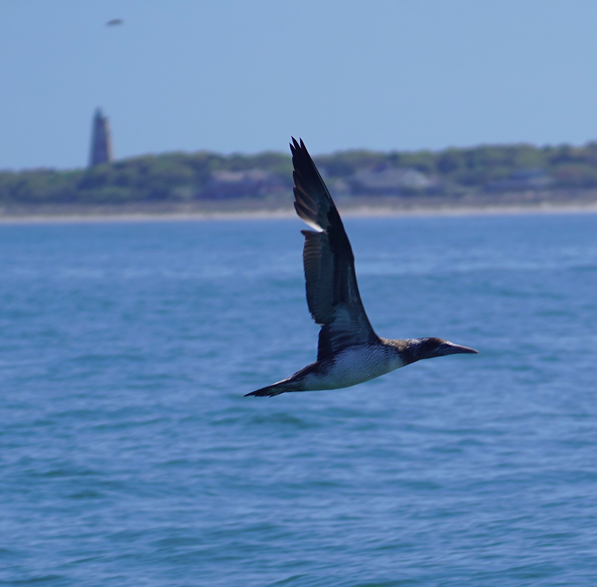 Northern Gannet (juvenile)