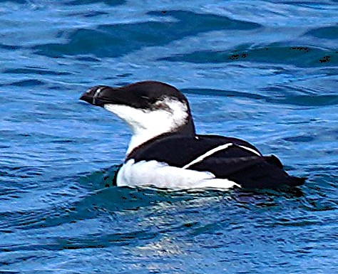 Razorbill