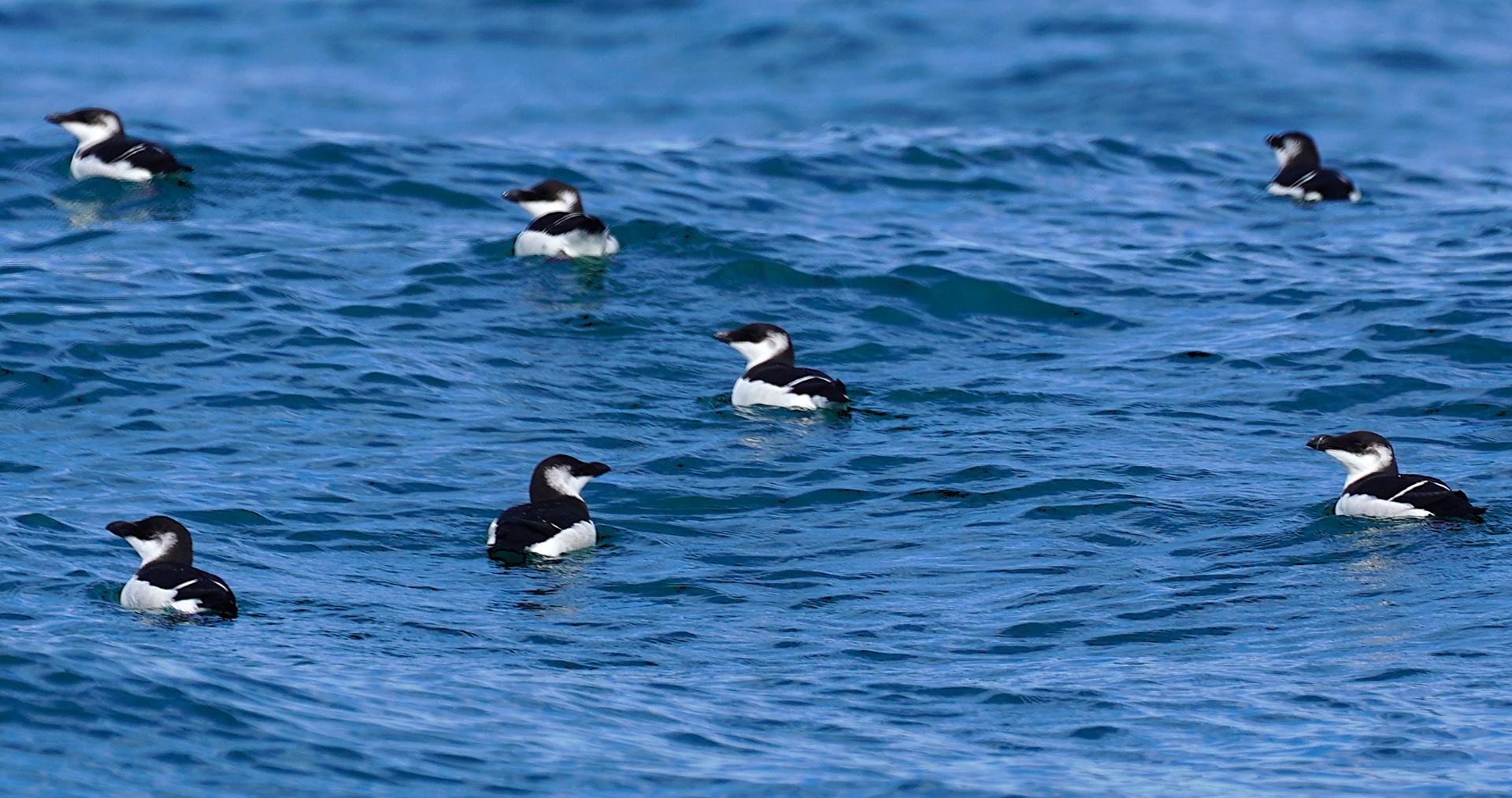 Razorbills
