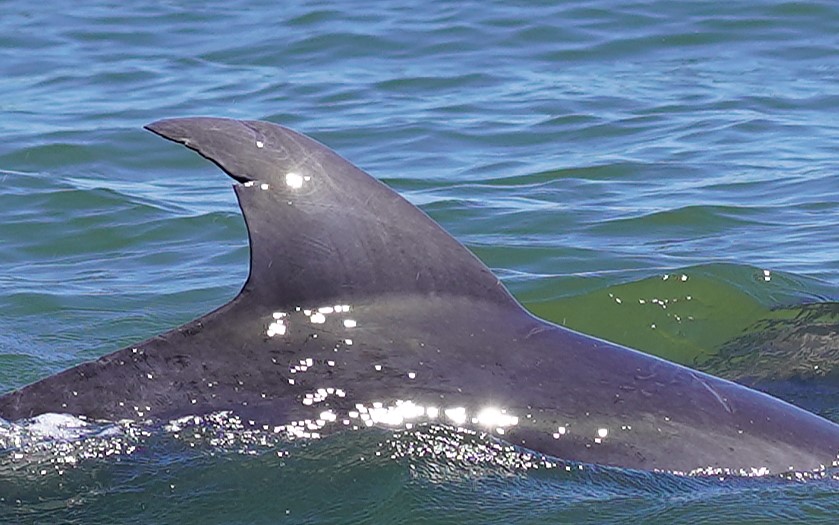 Dolphin Ringo — Notch near the tip of the trailing edge
