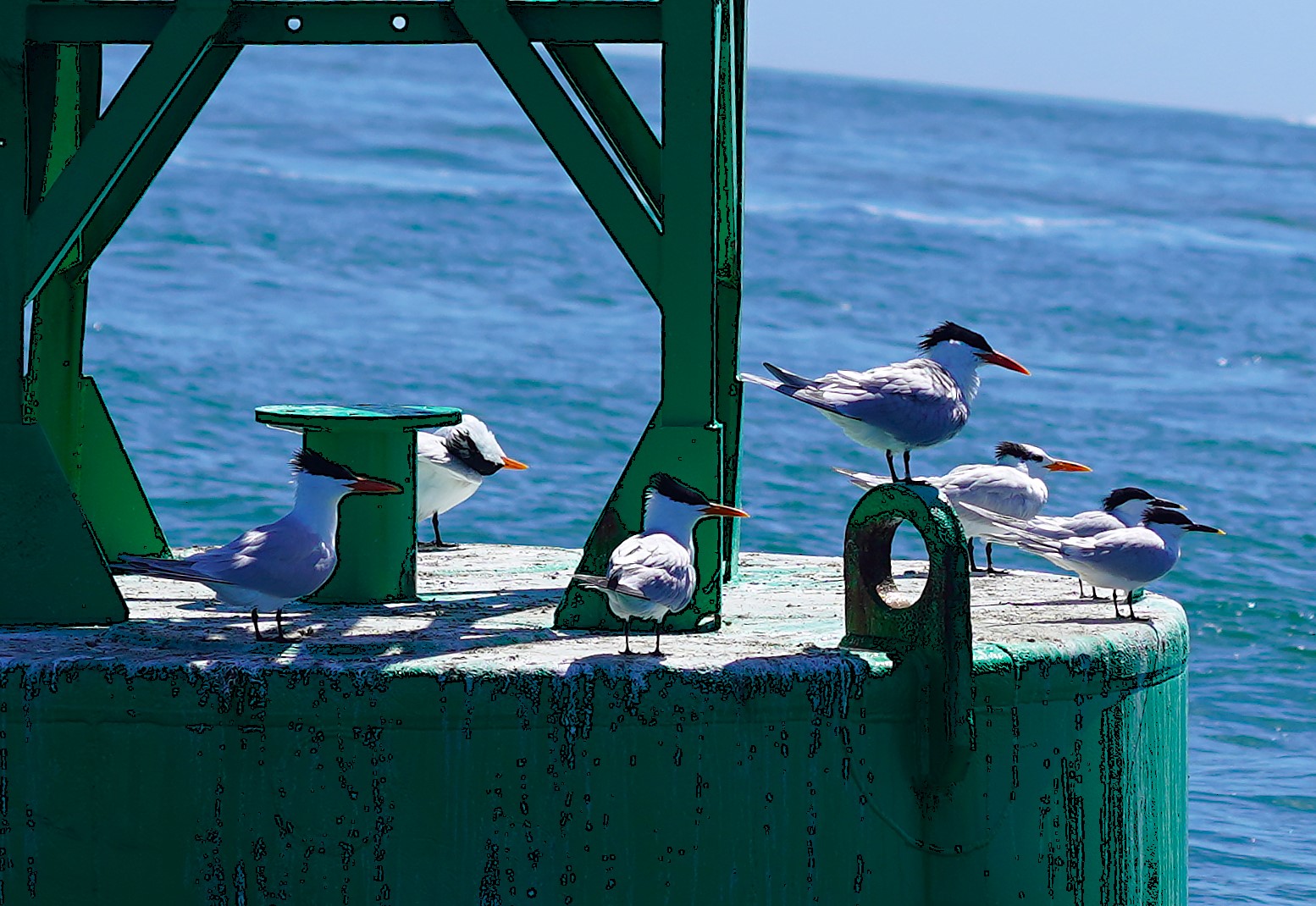 Royal Terns